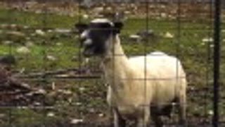 Goats Screaming Like Humans Do The <em>Game of Thrones</em> Intro